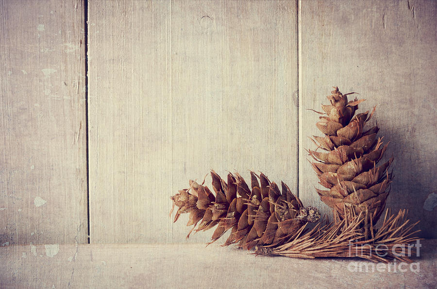 Pine cones Photograph by Jelena Jovanovic