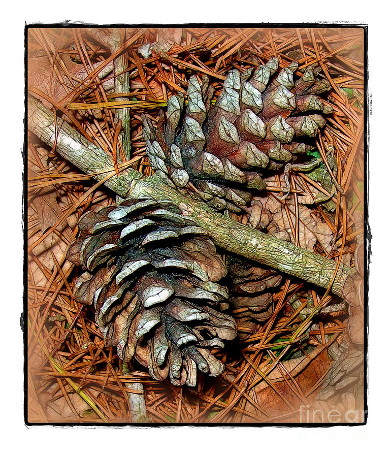 Pine Cones Photograph by Judi Bagwell