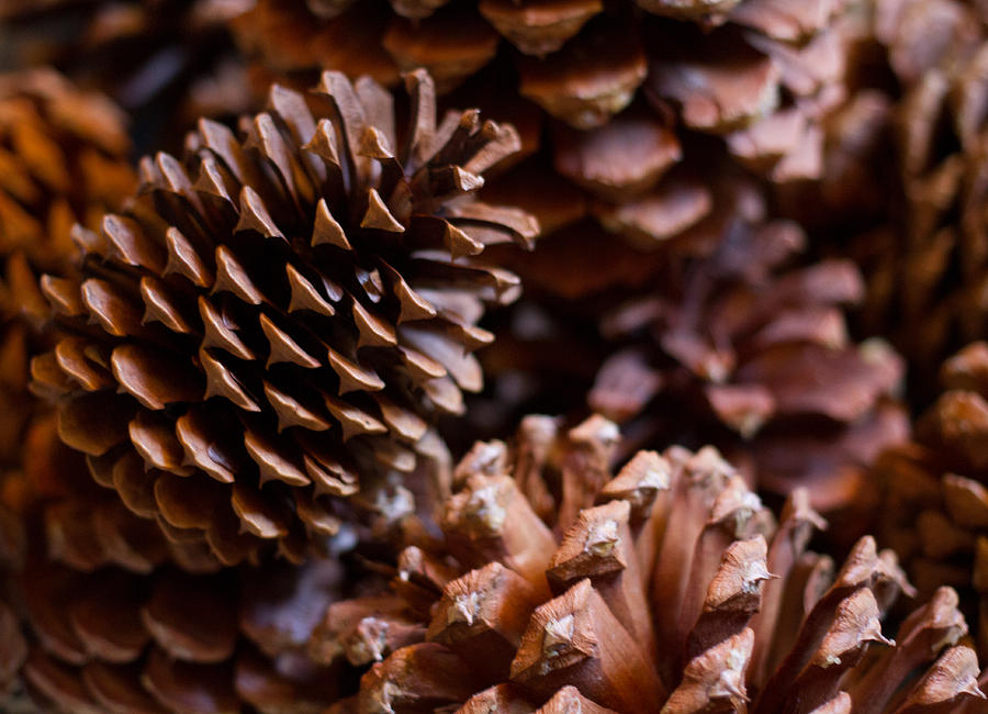 Pine Cones Photograph by Lauren Goia | Fine Art America