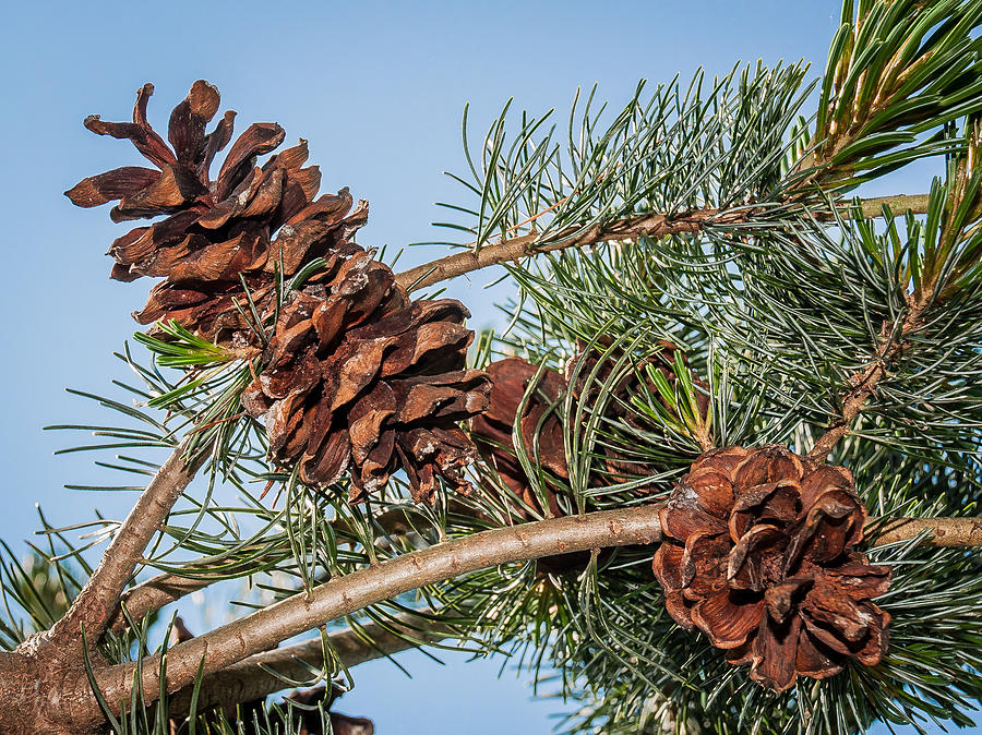 Pine Cones Photograph by Len Romanick