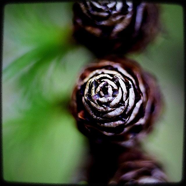Igers Photograph - Pine Cones! Little Bitty Ones! by Kevin Smith