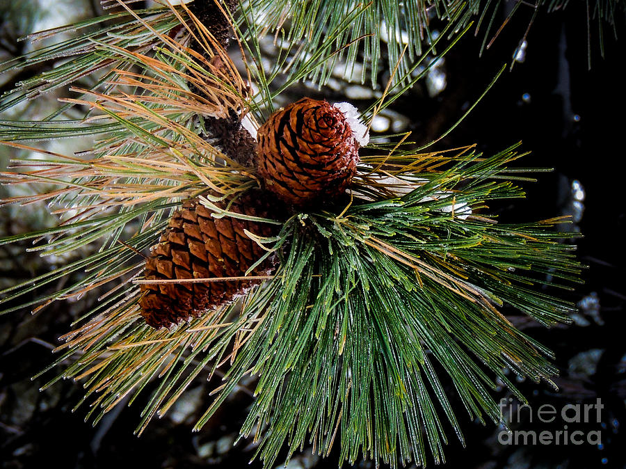 Pine Cones Photograph by Mickey Clausen