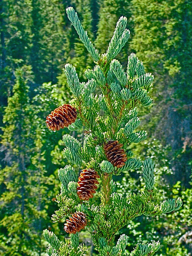 Pine Cones on Spruce Tree in Rancheria Falls Recreation Site-YT Photograph by Ruth Hager