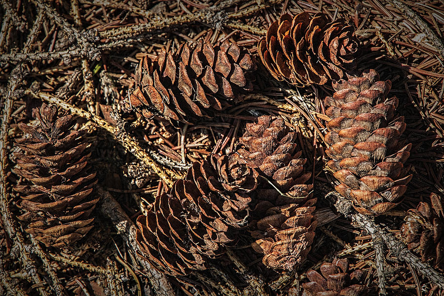 Pine Cones on the ground Photograph by Randall Nyhof