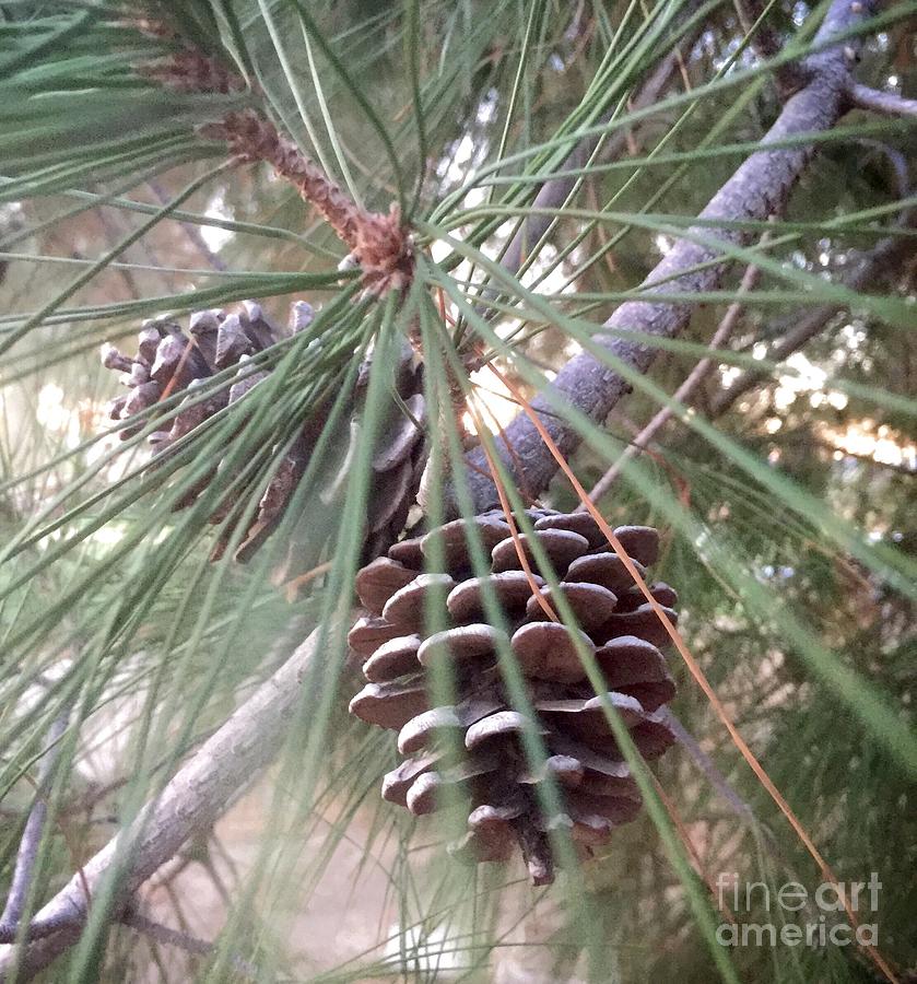 Pine Cones Simplicity  Photograph by Susan Garren