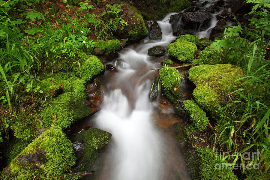 Pine Creek H Photograph by Bill Singleton