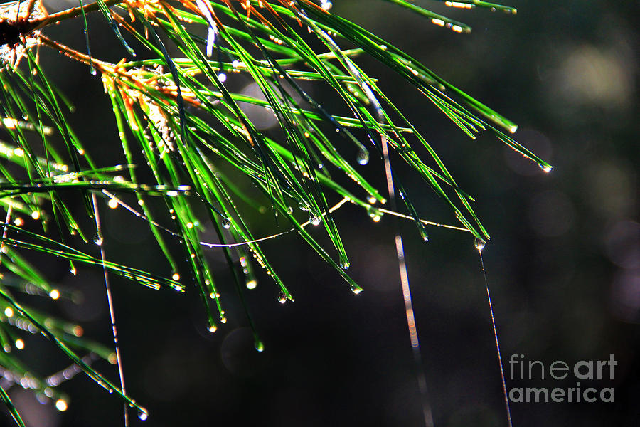 Pine Dew Photograph by Melissa Petrey