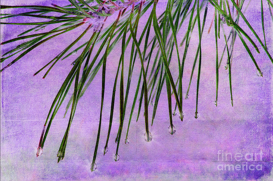 Pine Photograph - Pine Drops by Judi Bagwell