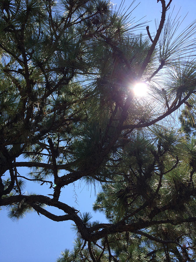 Pine Face With Sun Eye Photograph