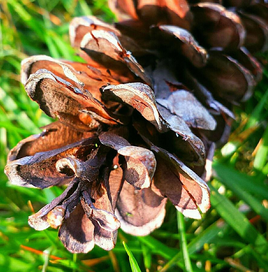 Pine Flower Photograph by Margaret Hwang | Fine Art America