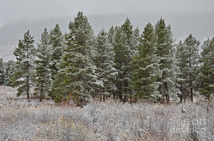 Pine Flurries Photograph by Kelly Black