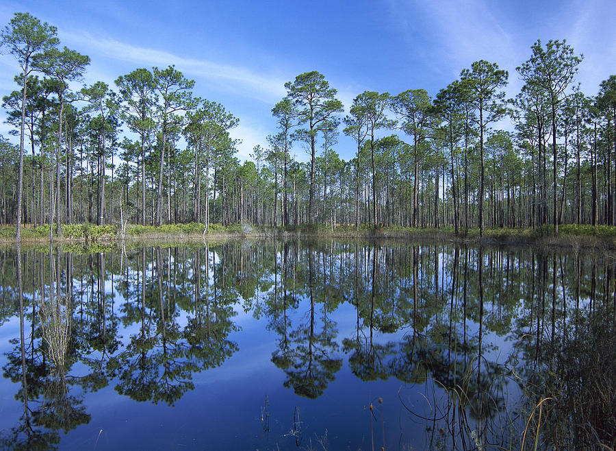 Pine Forest And Pond Ochlocknee River Photograph by Tim Fitzharris