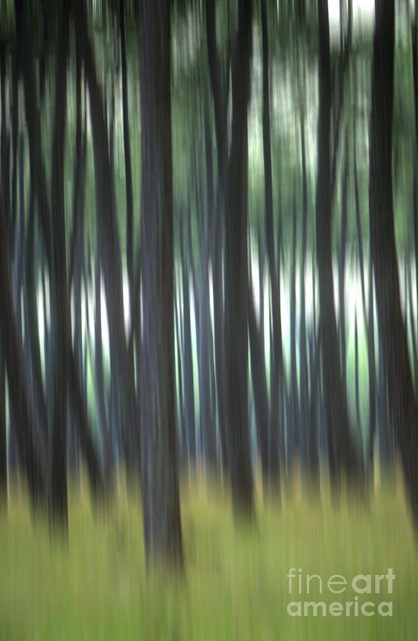 Pine forest. Blurred Photograph by Bernard Jaubert