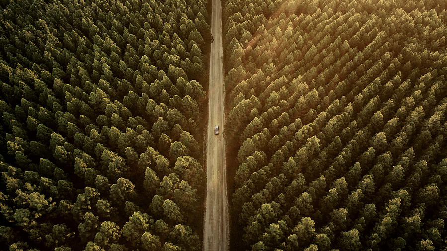 Pine Forest Drive Photograph by Flyfilm.tv
