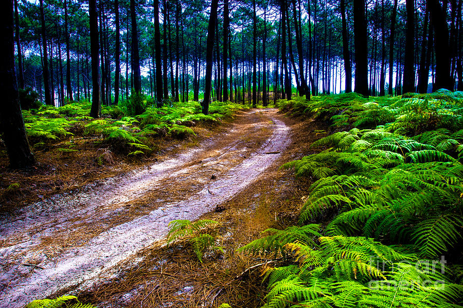 Nature Photograph - Pine Forest by Edgar Laureano