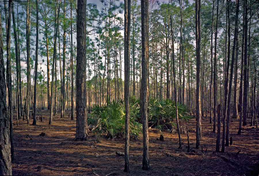 Pine Forest I. Split Oak.  by Chris  Kusik