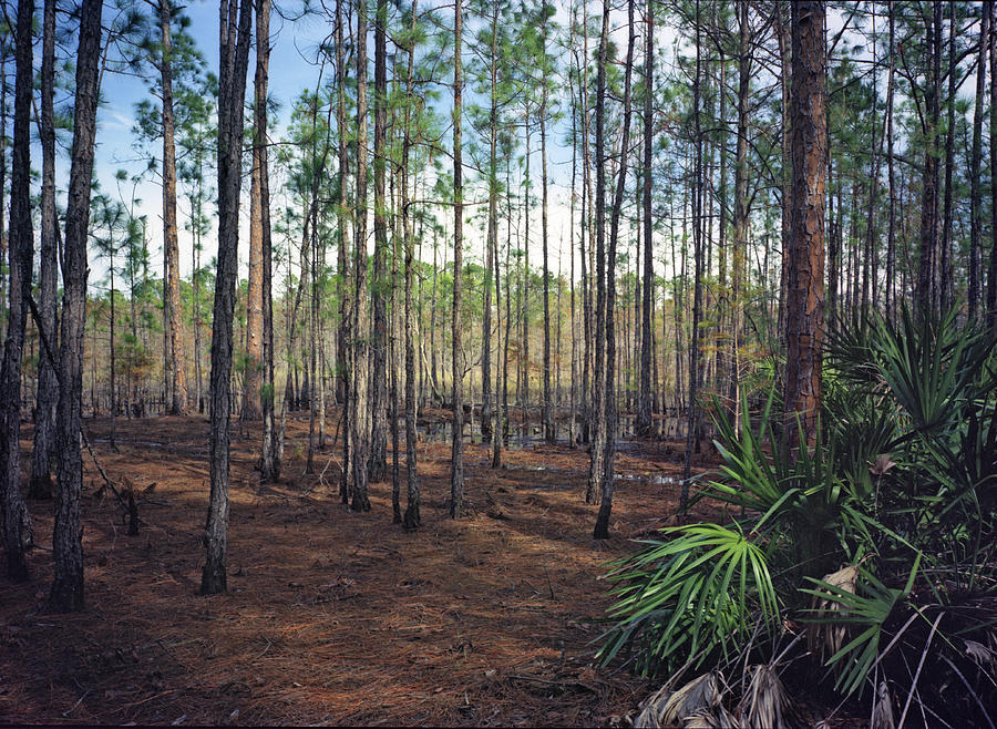 Pine Forest II. Split Oak. Photograph by Chris  Kusik