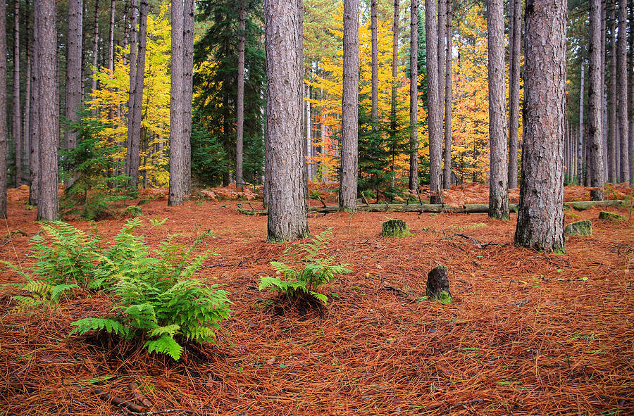 Pine Forest in Autumn Photograph by Rachel Cohen