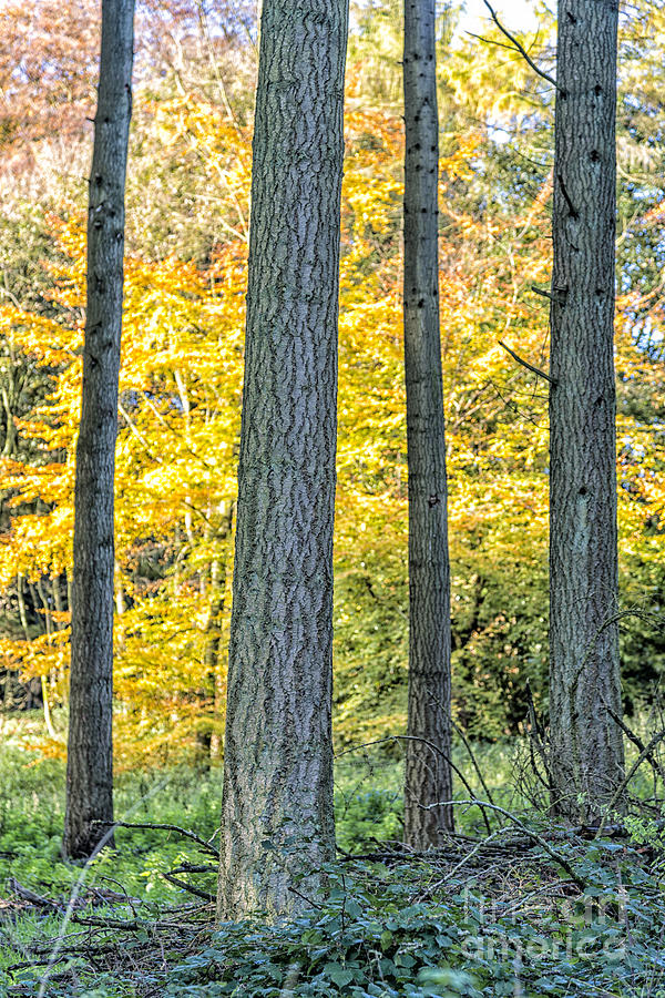 Fall Photograph - Pine Forest in the Autumn by Julian Eales
