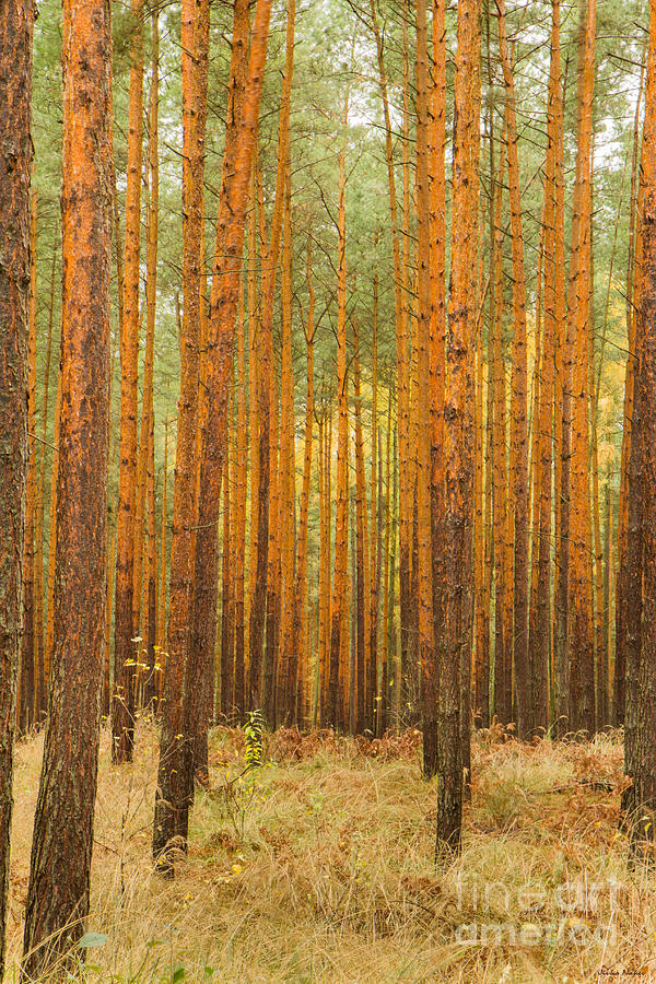 Pine Forest Photograph by Jivko Nakev