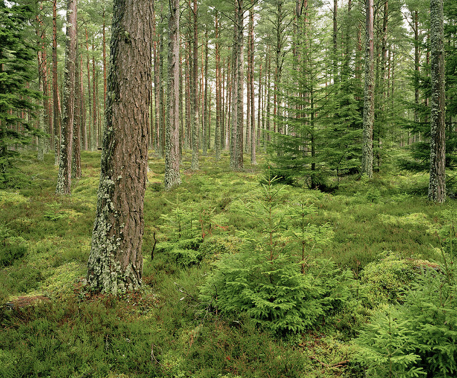 Pine Forest Photograph by Michael Marten/science Photo Library