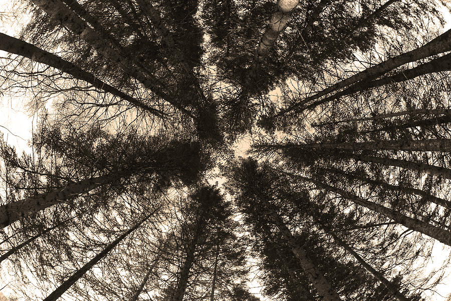 Tree Photograph - Pine Forest by Waylon  Wolfe