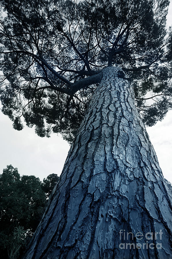 Pine Giant Photograph by Linda Olsen