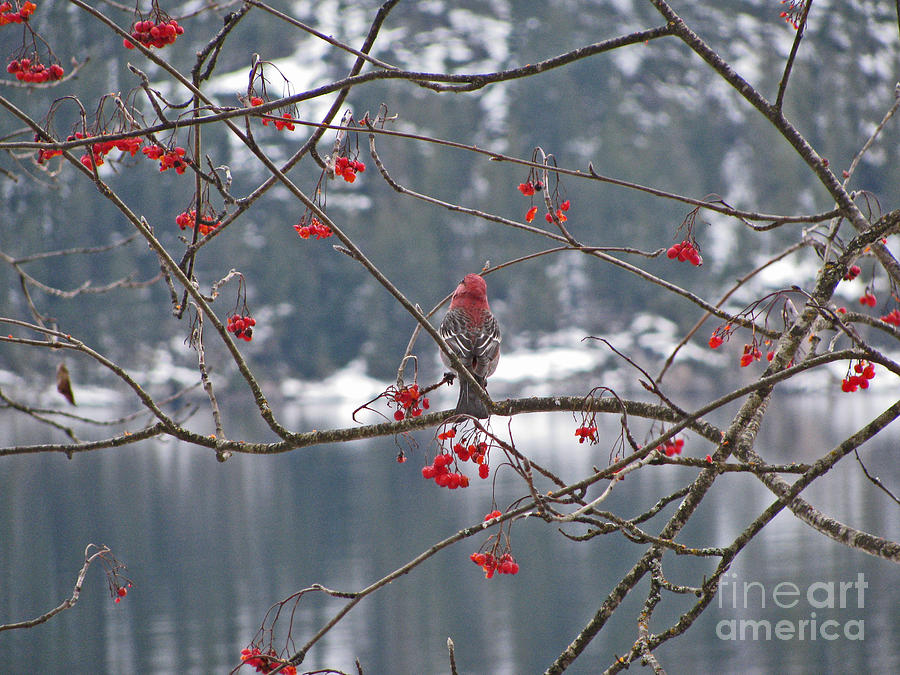 Pine Grosbeak and Mountain Ash Photograph by Leone Lund