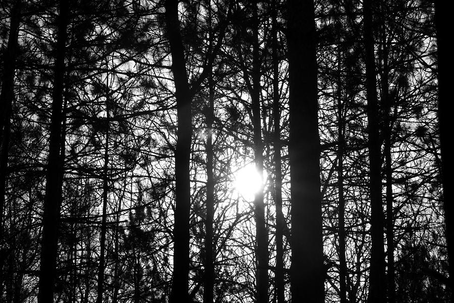 Pine Grove I Photograph by Joe Faherty