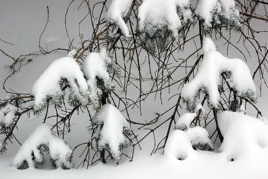 Pine in Deep Snow Photograph by Mary Bedy