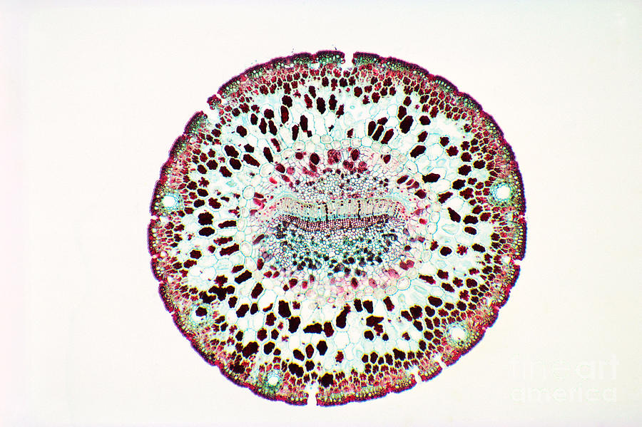 Pine Leaf Stomata Photograph by Biology Pics