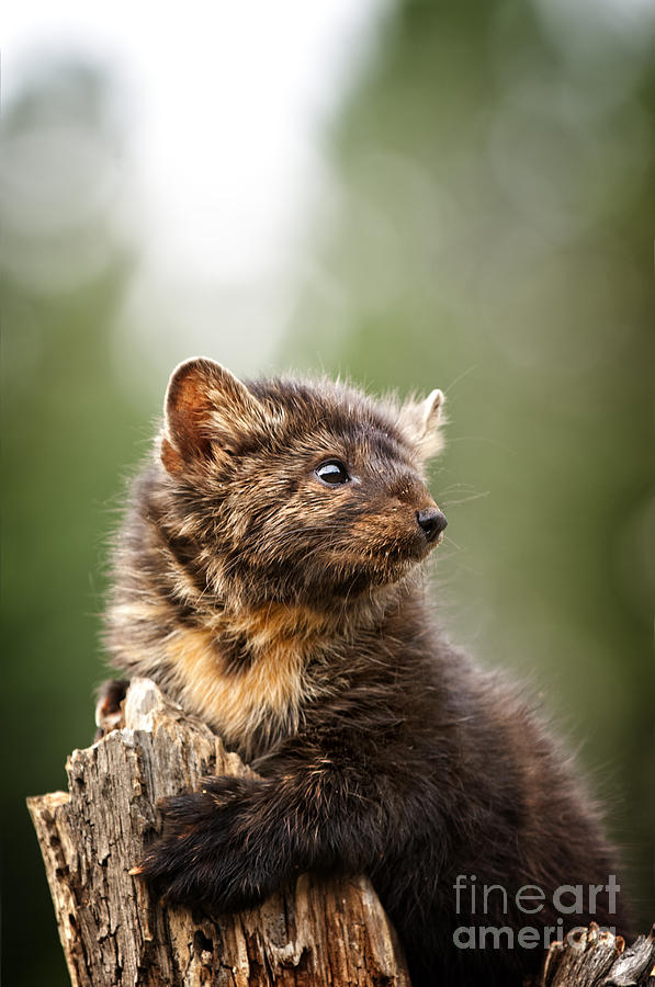 Pine Marten-animals-image Photograph