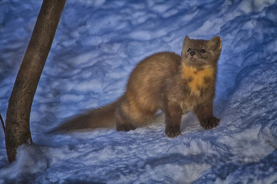 Wildlife Photograph - Pine Marten HDR by Gary Hall