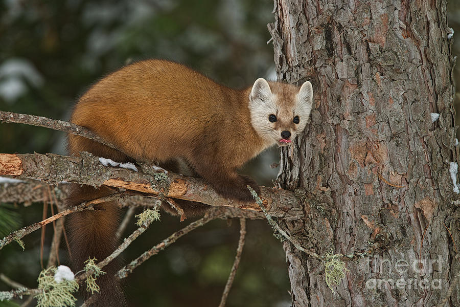 Pine Marten by Michael Cummings Pine Marten by Michael Cummings
