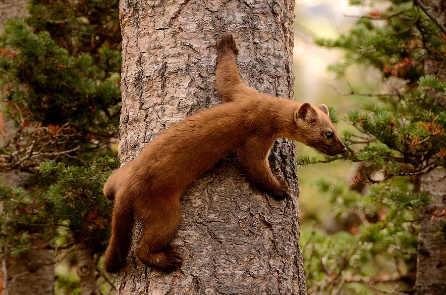 Pine Marten on a Tree Photograph by Tranquil Light Photography