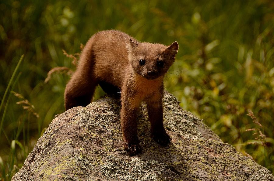 Pine Marten  Photograph by Tranquil Light Photography