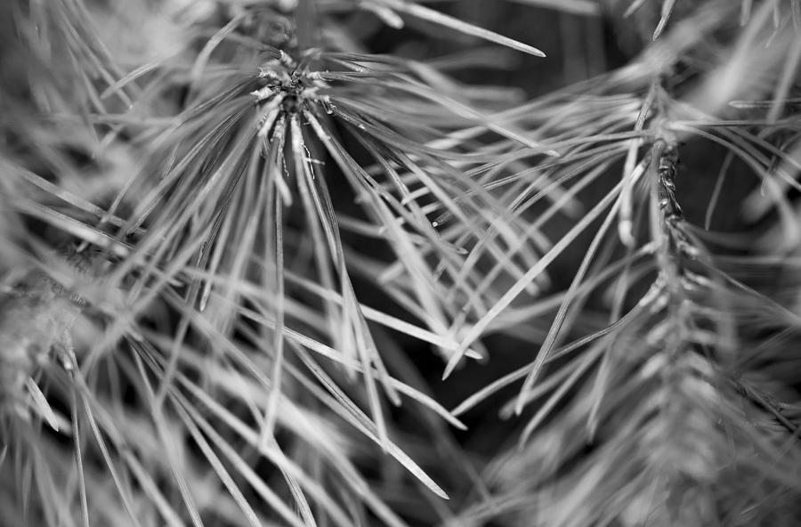 Pine Needle Abstract Photograph by Susan Stone