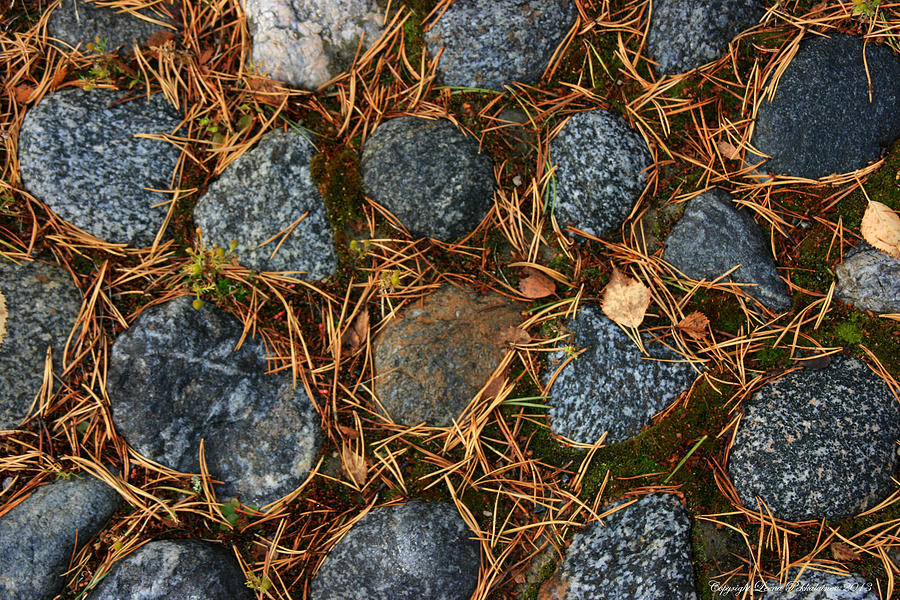 Fall Photograph - Pine Needle Swirl by Leena Pekkalainen