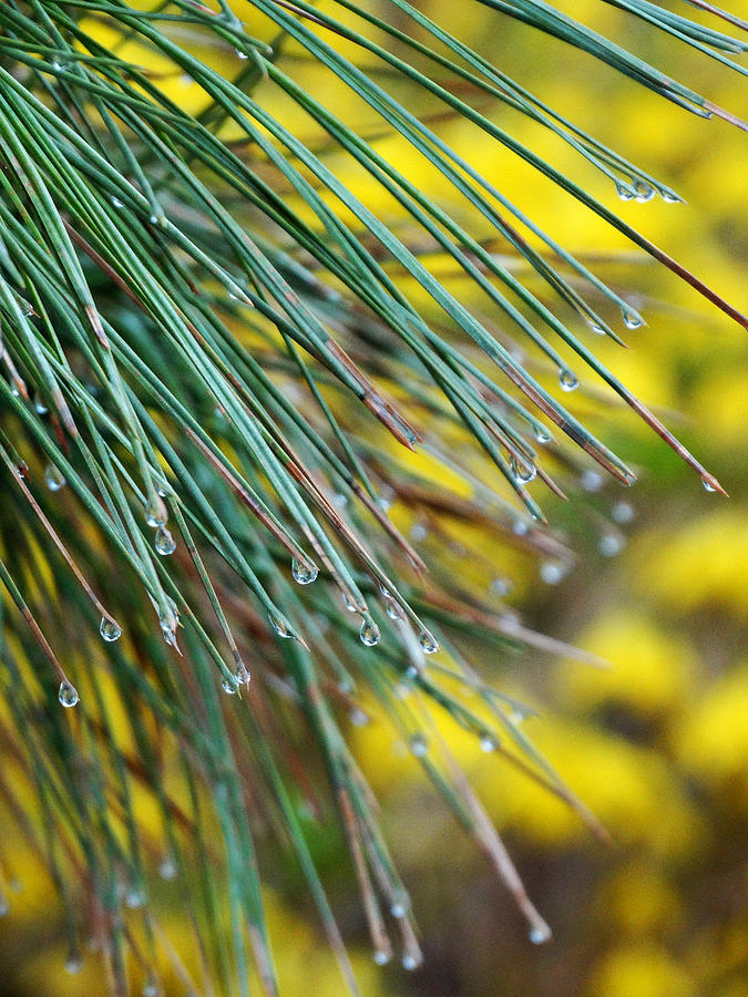 Pine Needles and Forsythia Photograph by David T Wilkinson