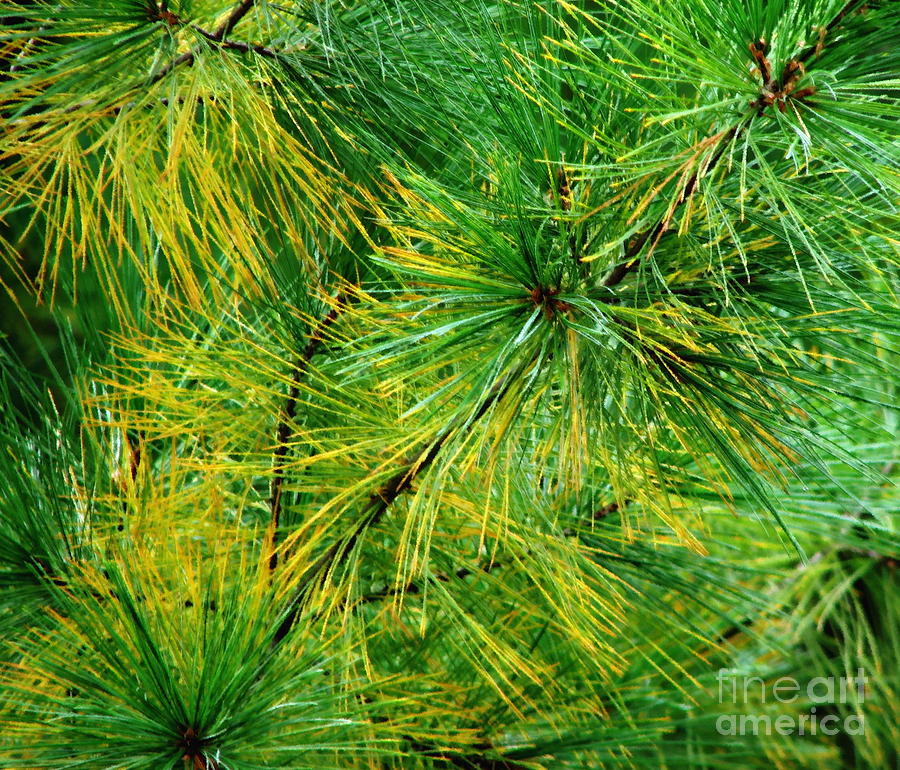 Pine Needles Closeup with Oil Painting Effect Photograph by Rose Santuci-Sofranko