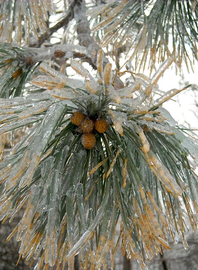 Winter Photograph - Pine Needles in Ice by Ishana Ingerman