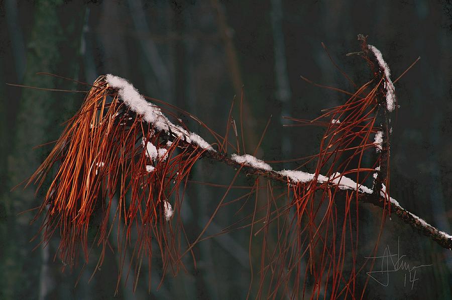 Pine Needles Photograph by Jim Vance