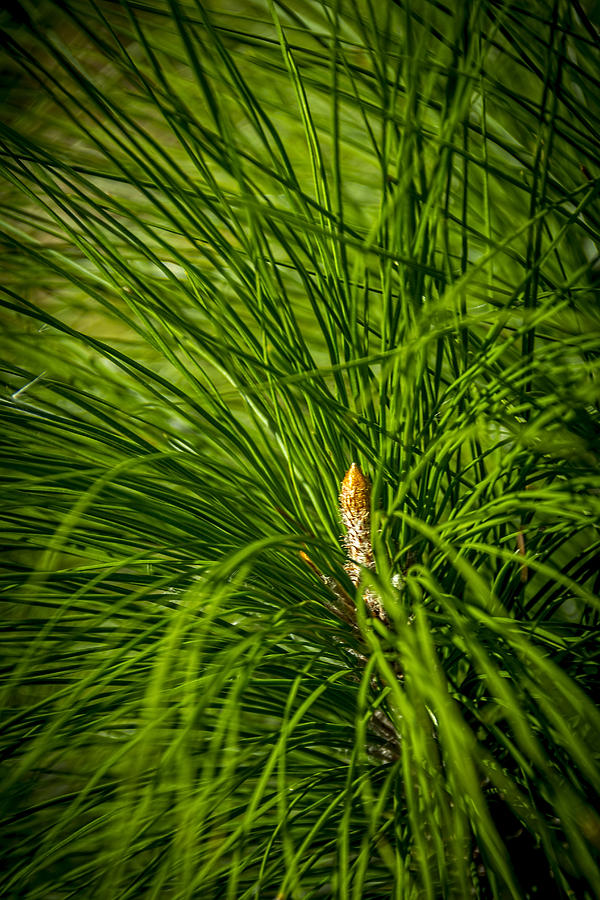 Pine Needles Photograph by Marvin Spates