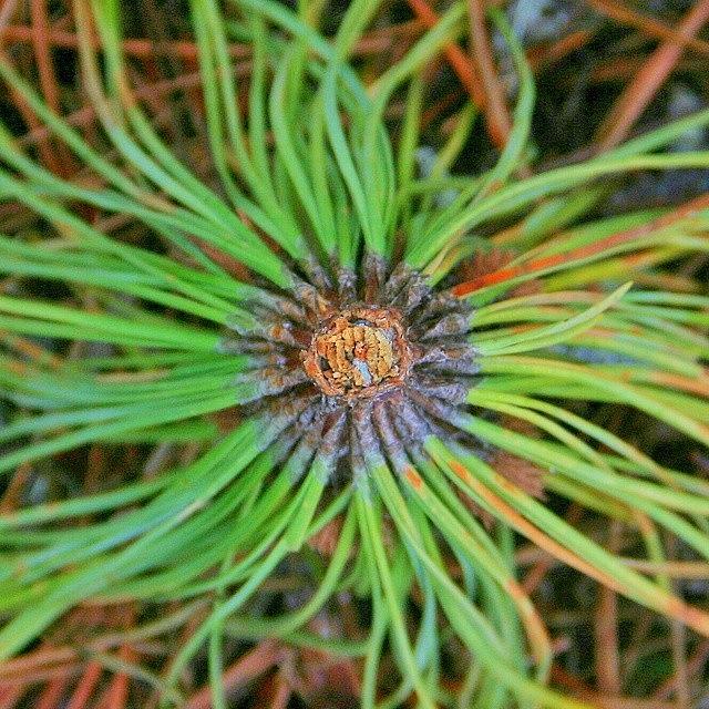 Nature Photograph - #pine #needles #upsidedown #flipped by The Texturologist