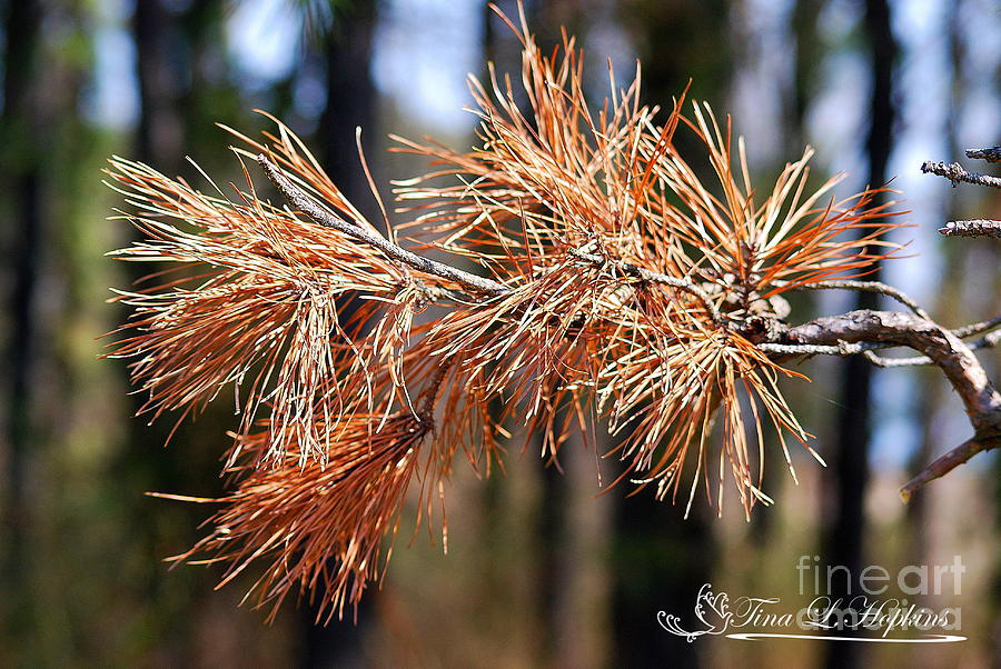 Pine Nettles 20120317_151a Photograph by Tina Hopkins