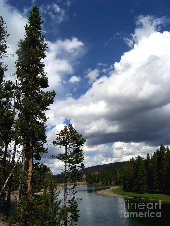 Pine on the Yellowstone River Photograph by Charles Robinson