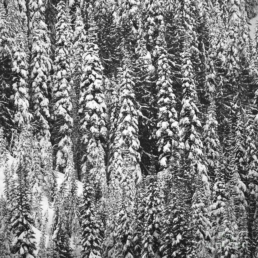 Pine pattern foliage Photograph by Paul Davenport