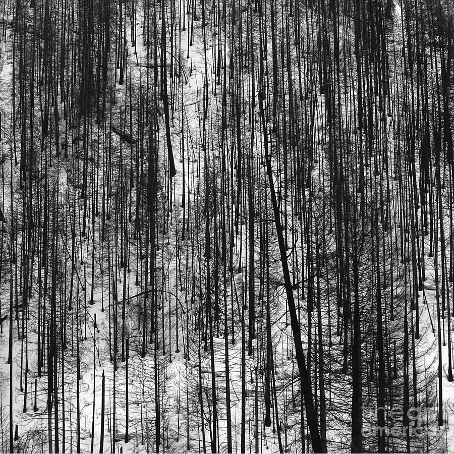 Pine pattern Photograph by Paul Davenport