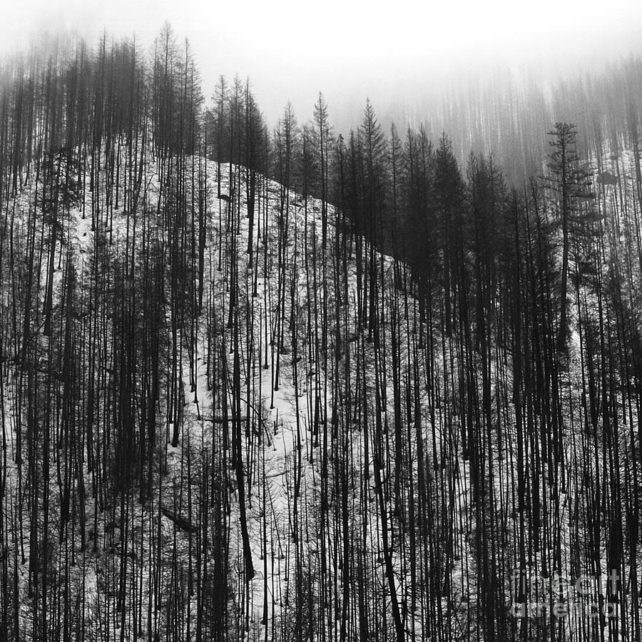 Pine pattern ridge Photograph by Paul Davenport