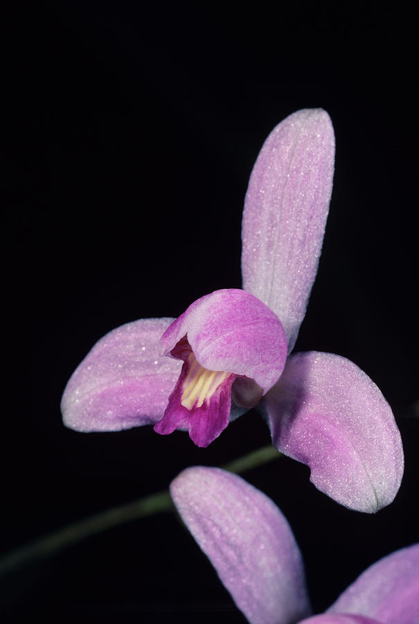 Orchid Photograph - Pine-pink Orchid Flower by Paul Harcourt Davies/science Photo Library